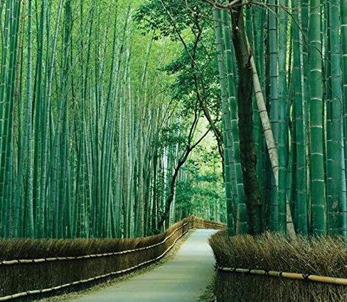 Bambusa Bambos – 50 Seeds to Grow – Giant Bamboo – Ships from Iowa
