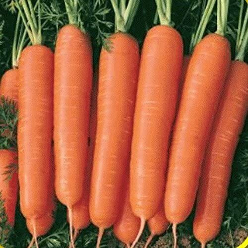 Scarlet Nantes Carrot Seeds | 300 Seeds | Non-GMO | Free Shipping | 1087