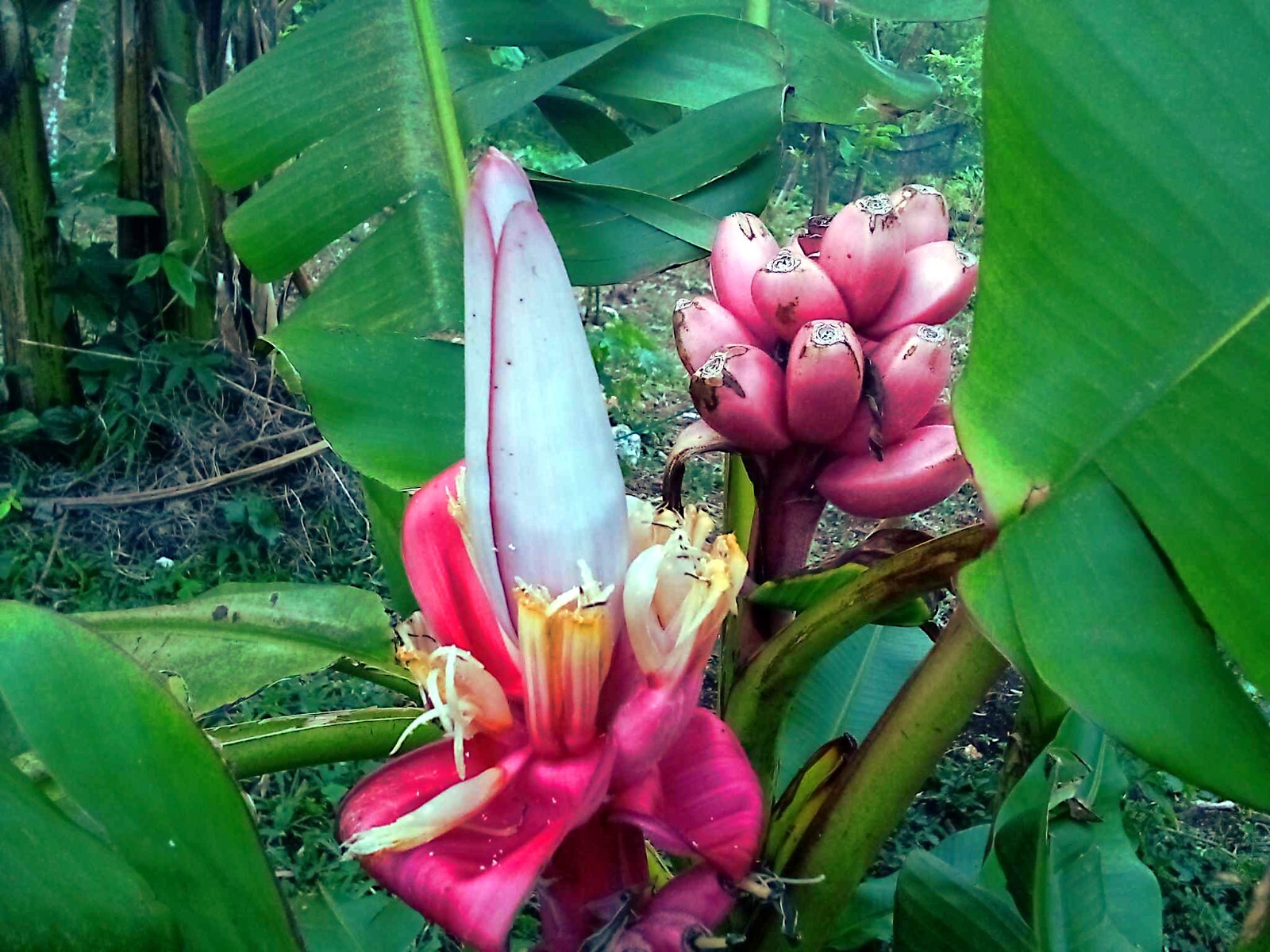 10 Pink Dwarf Banana Tree Fruit Plant Seeds (Musa velu.) Rare Fast Hardy-Zone 7b
