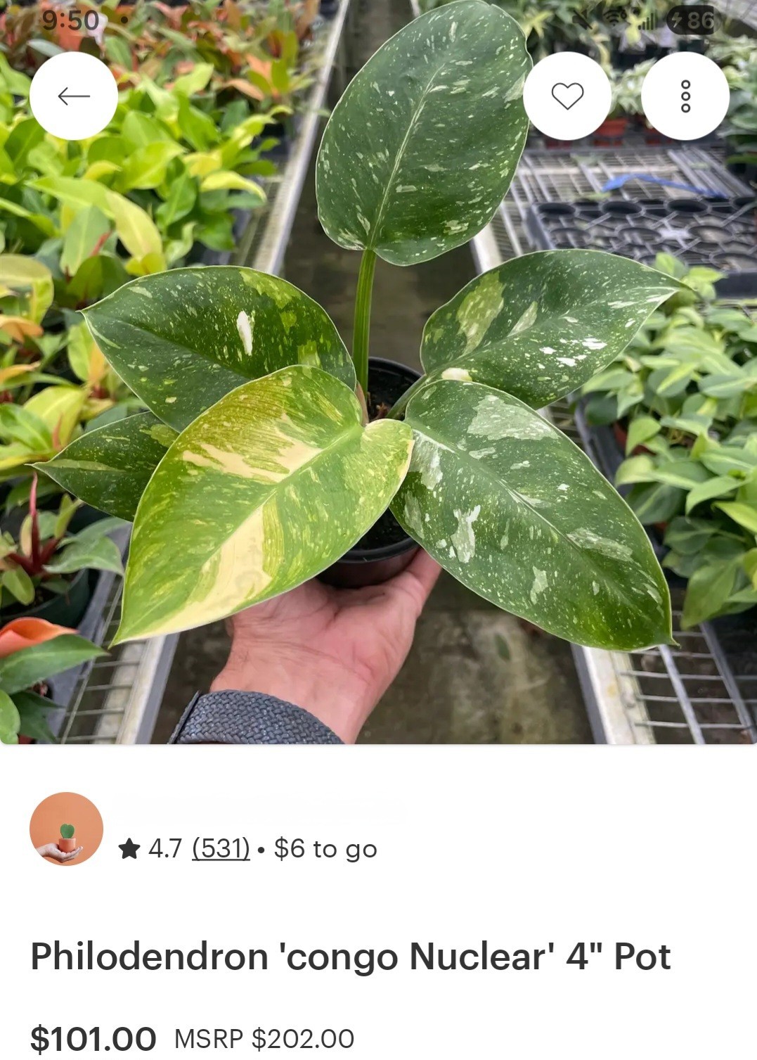Rare XL Philodendron Congo Nuclear Galaxy Clump 17″ Tall Not Monstera Anthurium