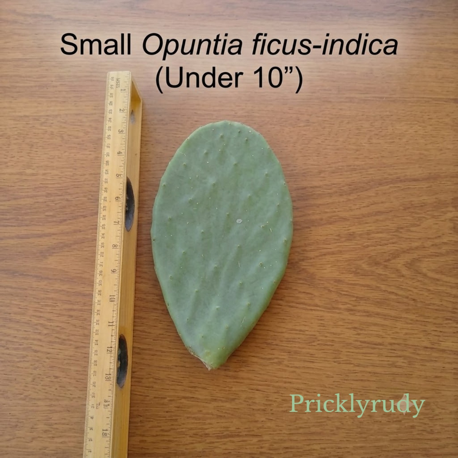 Spineless Prickly Pear Cactus Pads | Opuntia ficus-indica Cuttings | Indian Fig