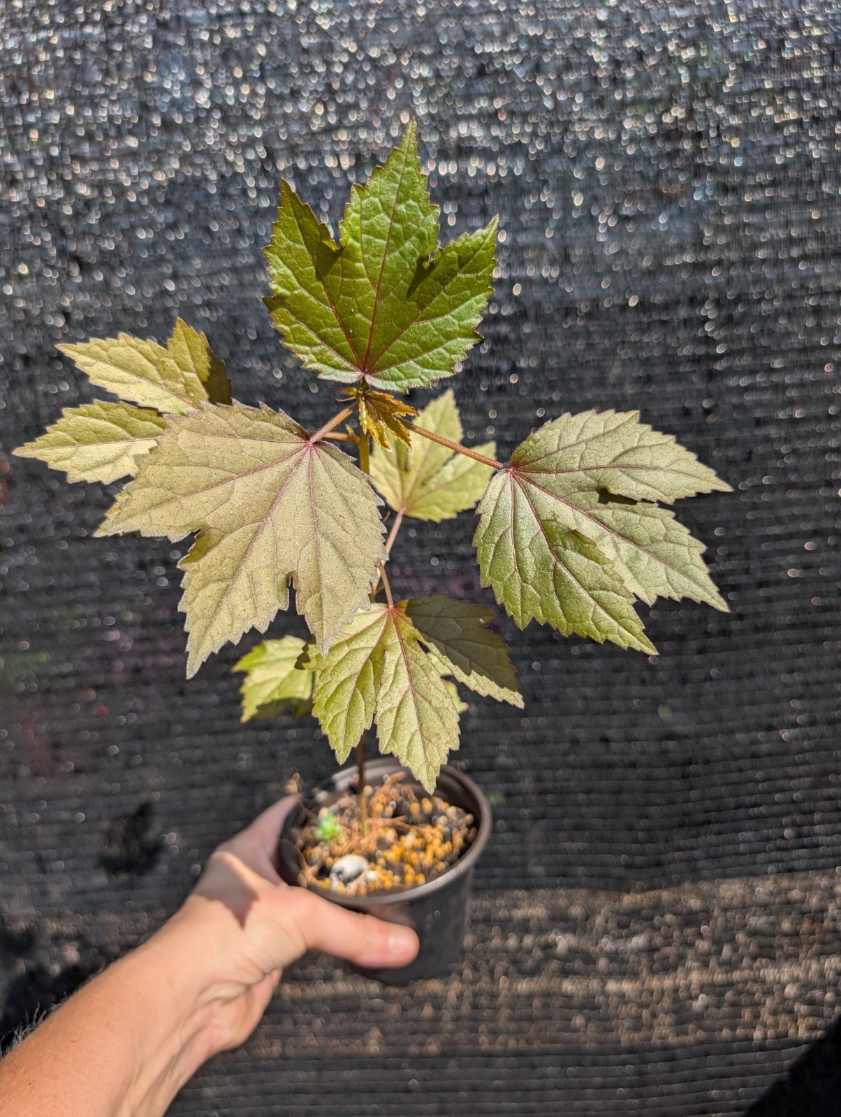 Cranberry Hibiscus acetosella Live Rooted Healthy Plant Pink Red Flowers Easy