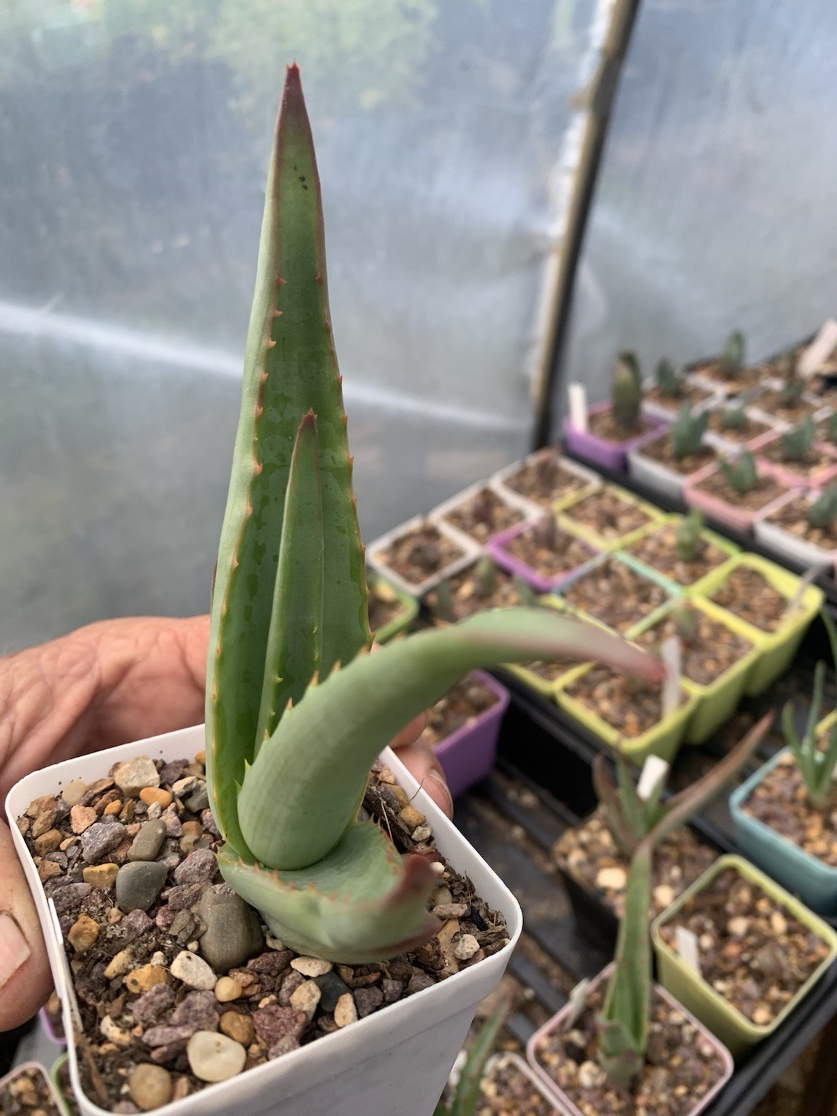 Aloe. Rare Crawling Octopus Aloe. Aloe Vanbalenii. US Grown