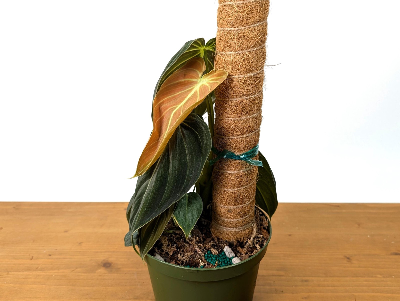 FULL & LARGE Philodendron Melanochrysum 2+ Plants per Pot – 4 Inch Pot