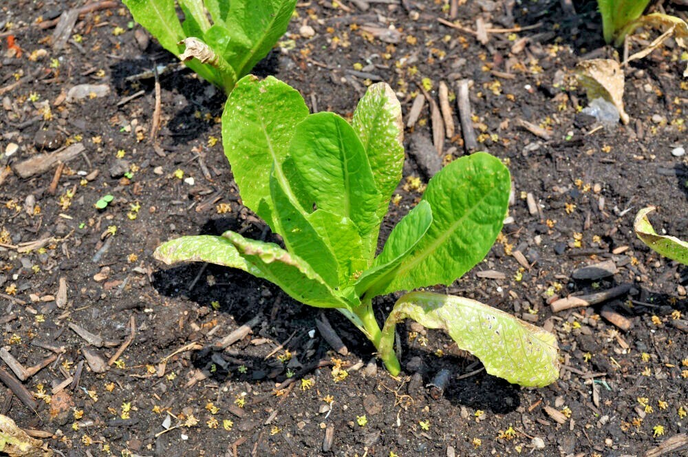 601+PARIS ISLAND Cos Romain LETTUCE Seeds Organic Spring Fall Garden Container