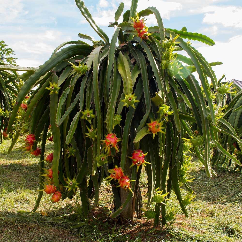 2 Organic Dragon fruit cutting 8-12 In Multiple Varieties