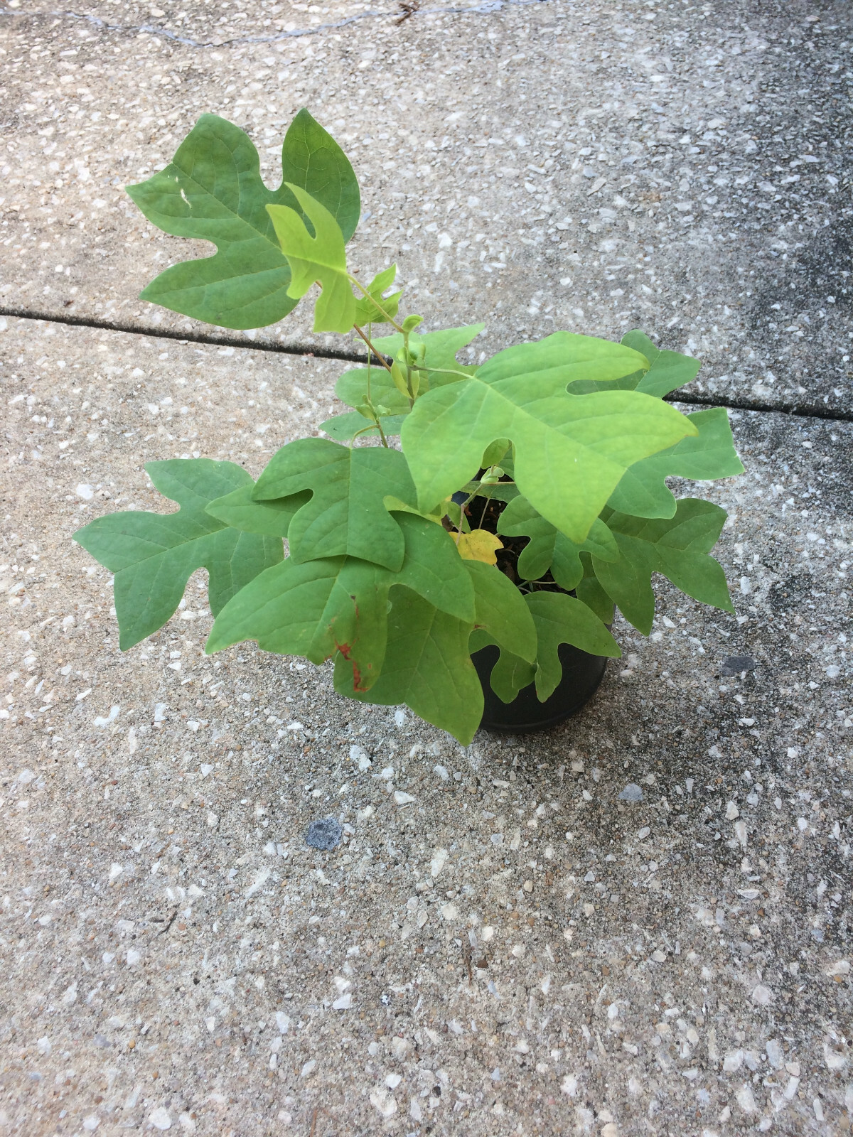 Tulip Poplar (Liriodendron Tulipifera) [APIARISTS,BEEKEEPING,NECTAR,NATIVE, 12+]