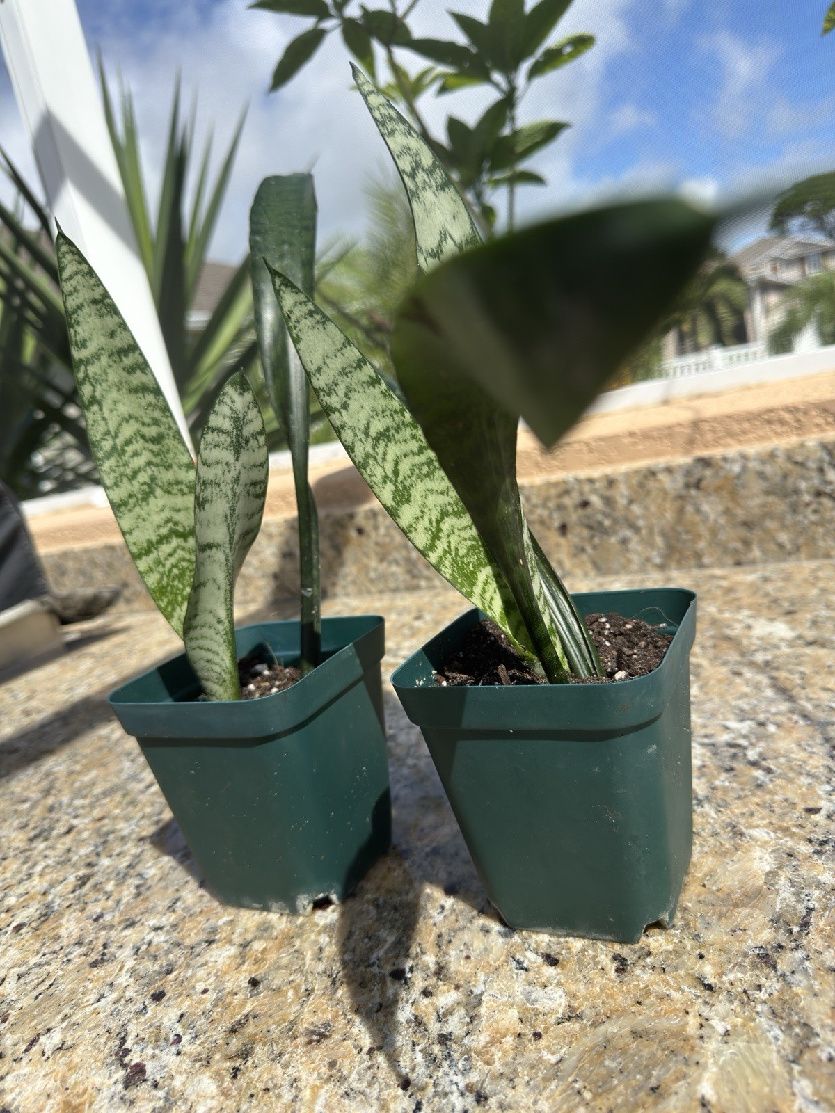 Sansevieria Trisfaciata Zeylanica Bare roots