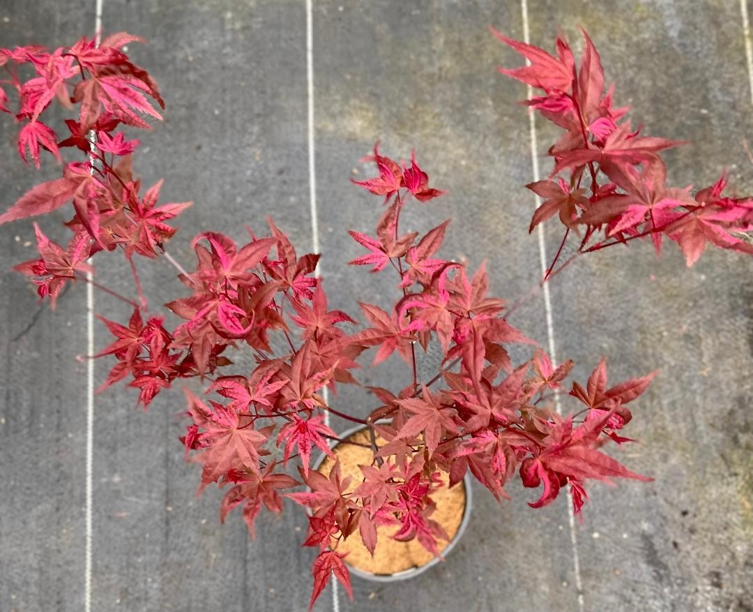 Acer palmatum ‘Noel’ (Noel Japanese Maple) Rare!
