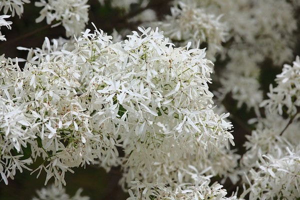 Chinese Fringe Tree – 1 – 2 FT Tall – Grown in a Trade 1 Gallon Container