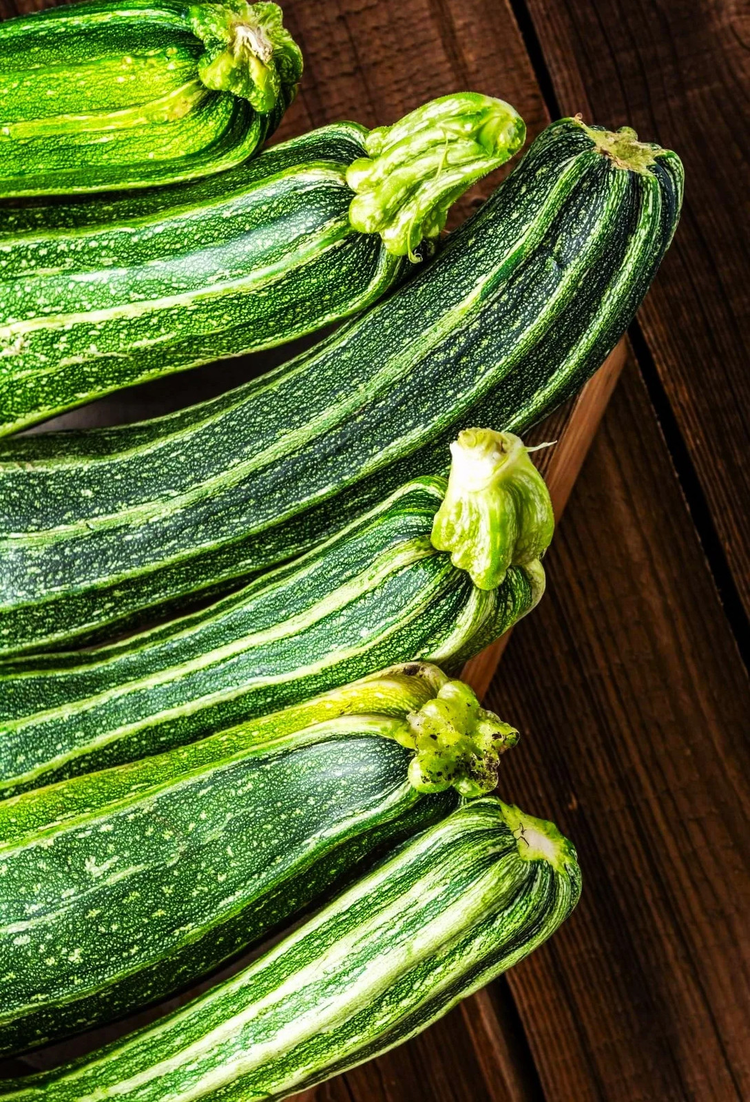 Cocozelle Zucchini Seeds | Striped Italian CHeirloom Summer Squash Seed 2024