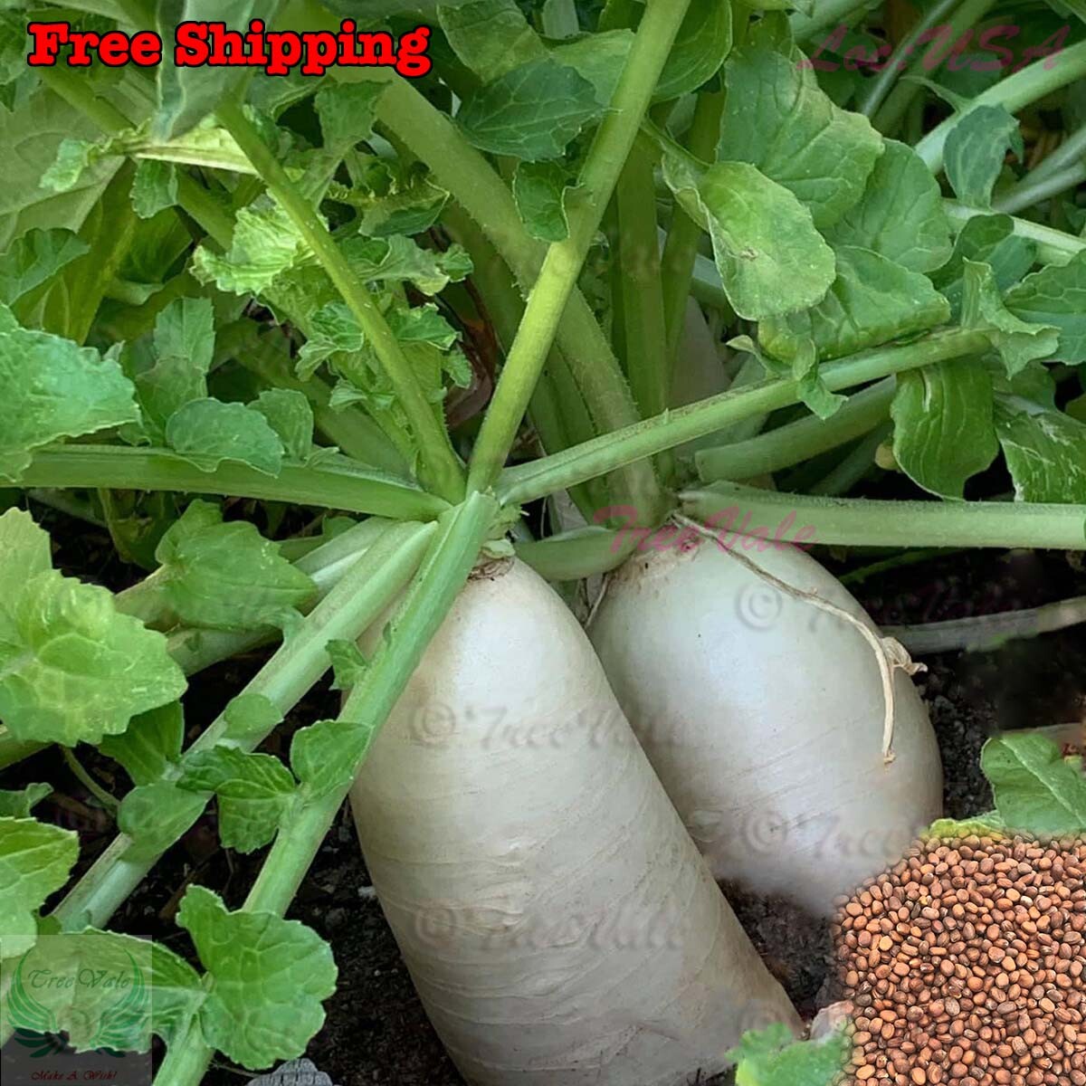 350+ Daikon Radish Seeds Heirloom | NON GMO