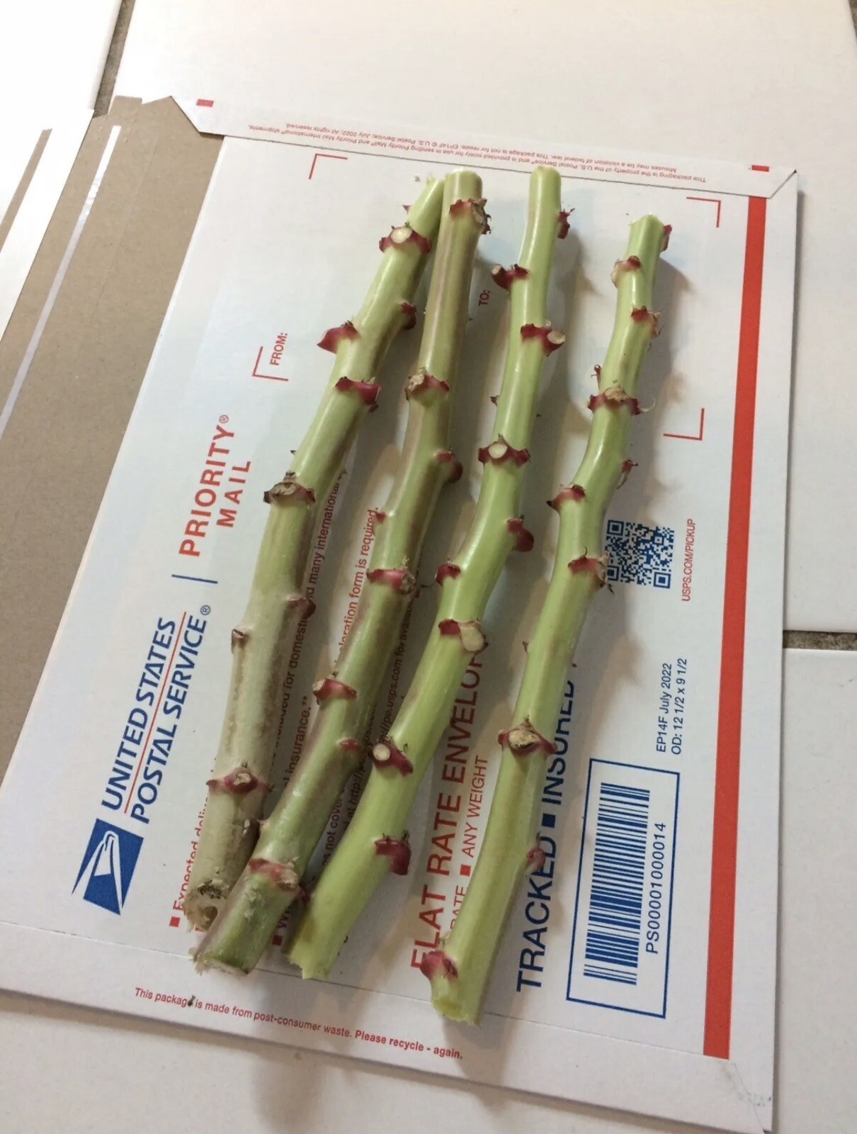 Organic Sweet Red Cassava Yuca Manihot Esculenta/ 5 Cuttings / Yuca Cuttings