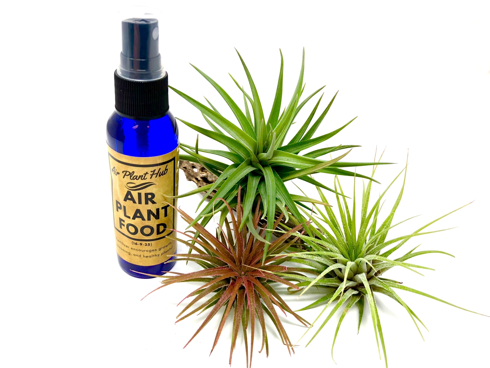 3 Air Plants & Fertilizer *Includes 1 Colorful Plant!*