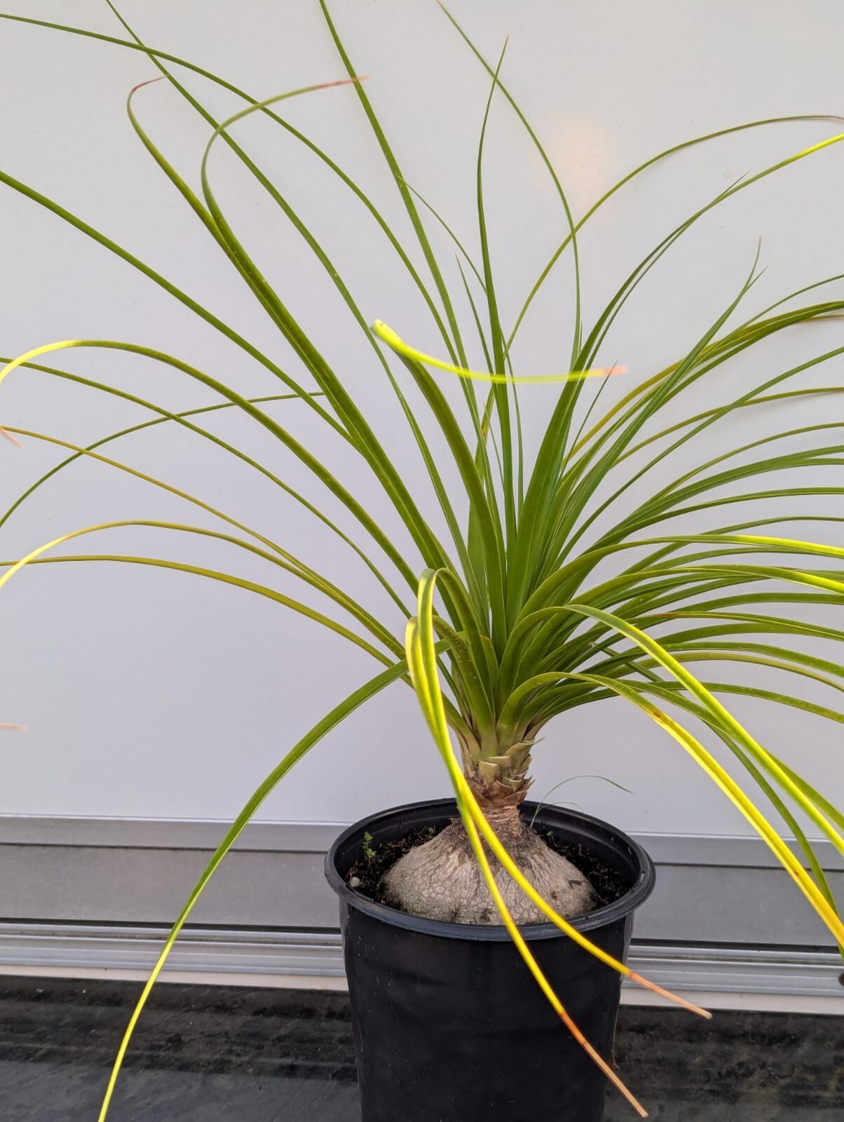 Ponytail Palm in 6″ Pot Indoor Beaucarnea Recurvata Evergreen Houseplant
