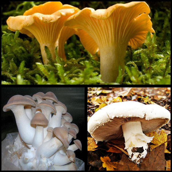 Mycelium Oyster Royal + Champignon GIANT + Chanterelle Yellow Organic Ukraine
