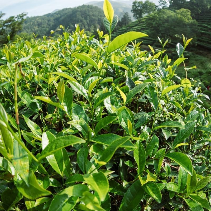 Green Tea Plant – Camellia sinensis 4 to 6 inch Tall- Starter Plant