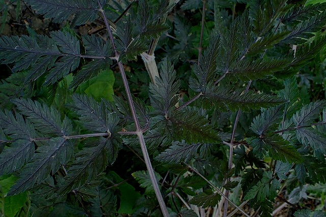 BLACK COW PARSLEY 50 SEEDS, ANTHRISCUS SYLVSTRIS RAVINSWING, MARIESGREENGARDEN