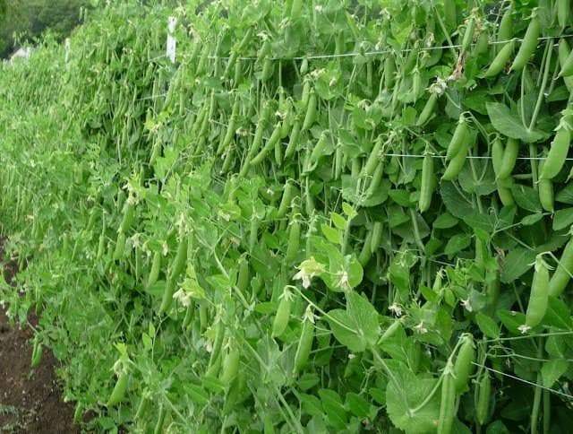 50+ Sugar Snap Pea Seeds HEIRLOOM-NON-GMO, Always Fresh Seeds for Your Garden