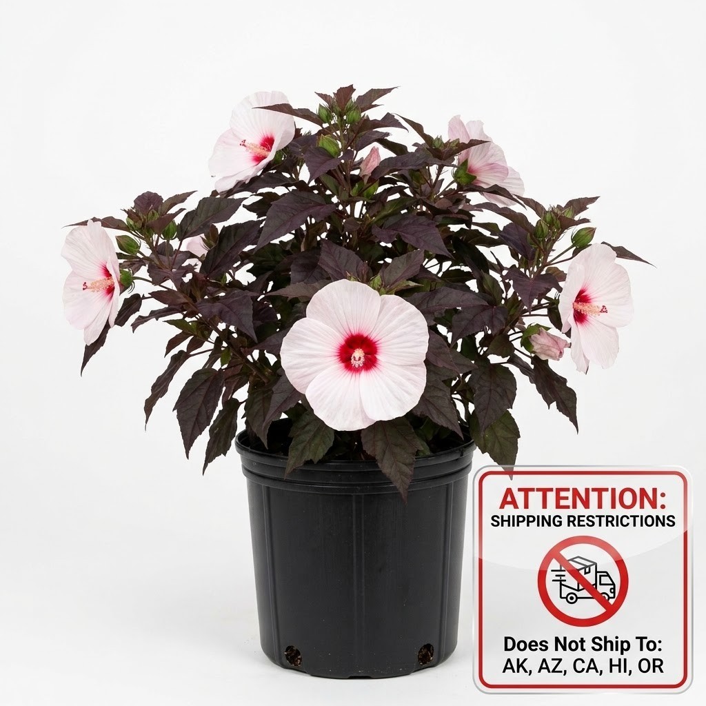 Live Dark Mystery Hibiscus Plant 2 Gallon Pot Hardy Purple Foliage White Blooms