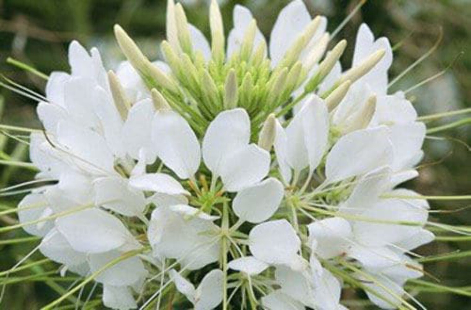 200 WHITE QUEEN CLEOME Hassleriana Cleome Spinosa Spider Flower Seeds