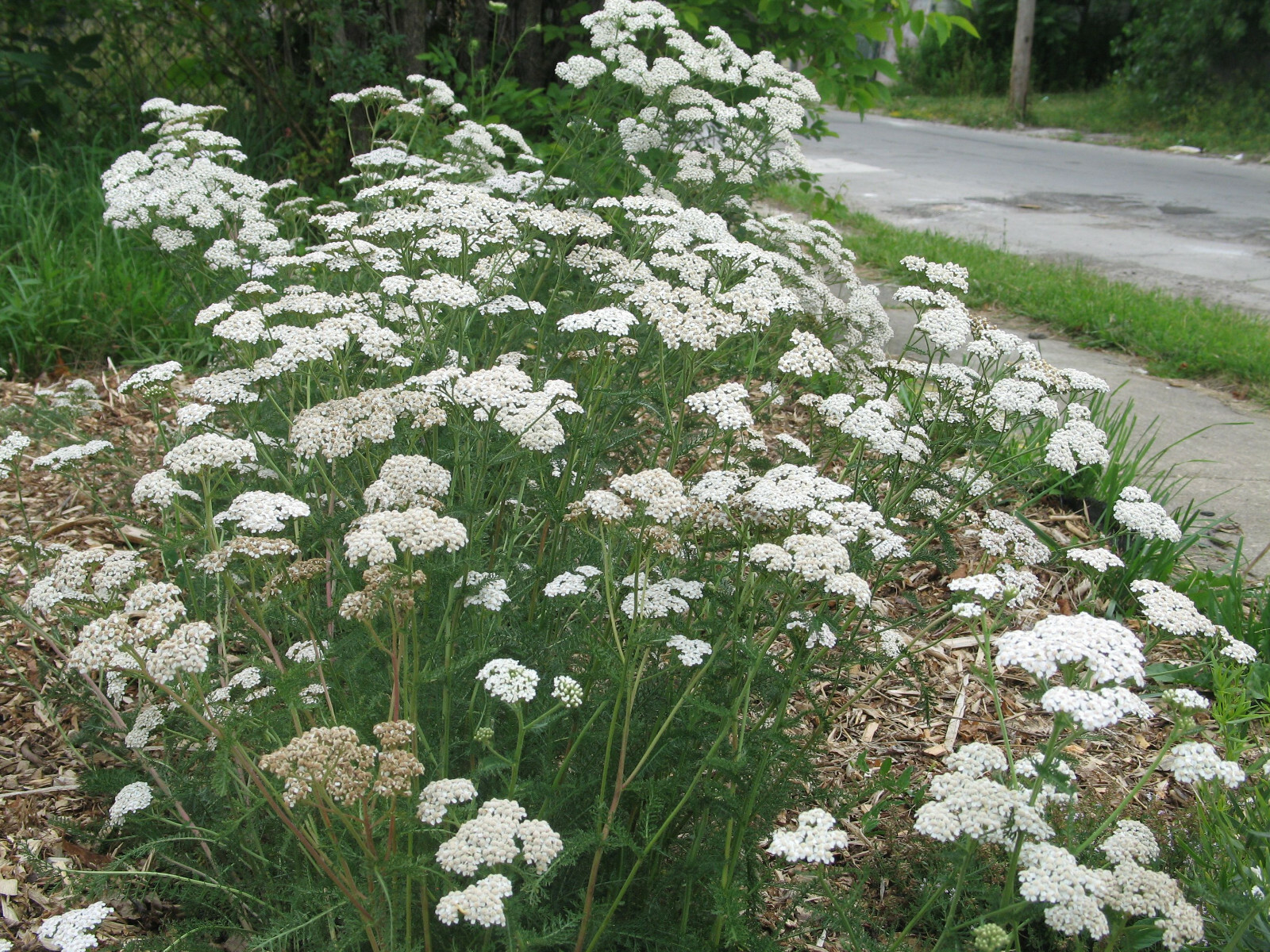White Wildflowers Seed Collection | Grow Your Own White Wildflowers Garden!