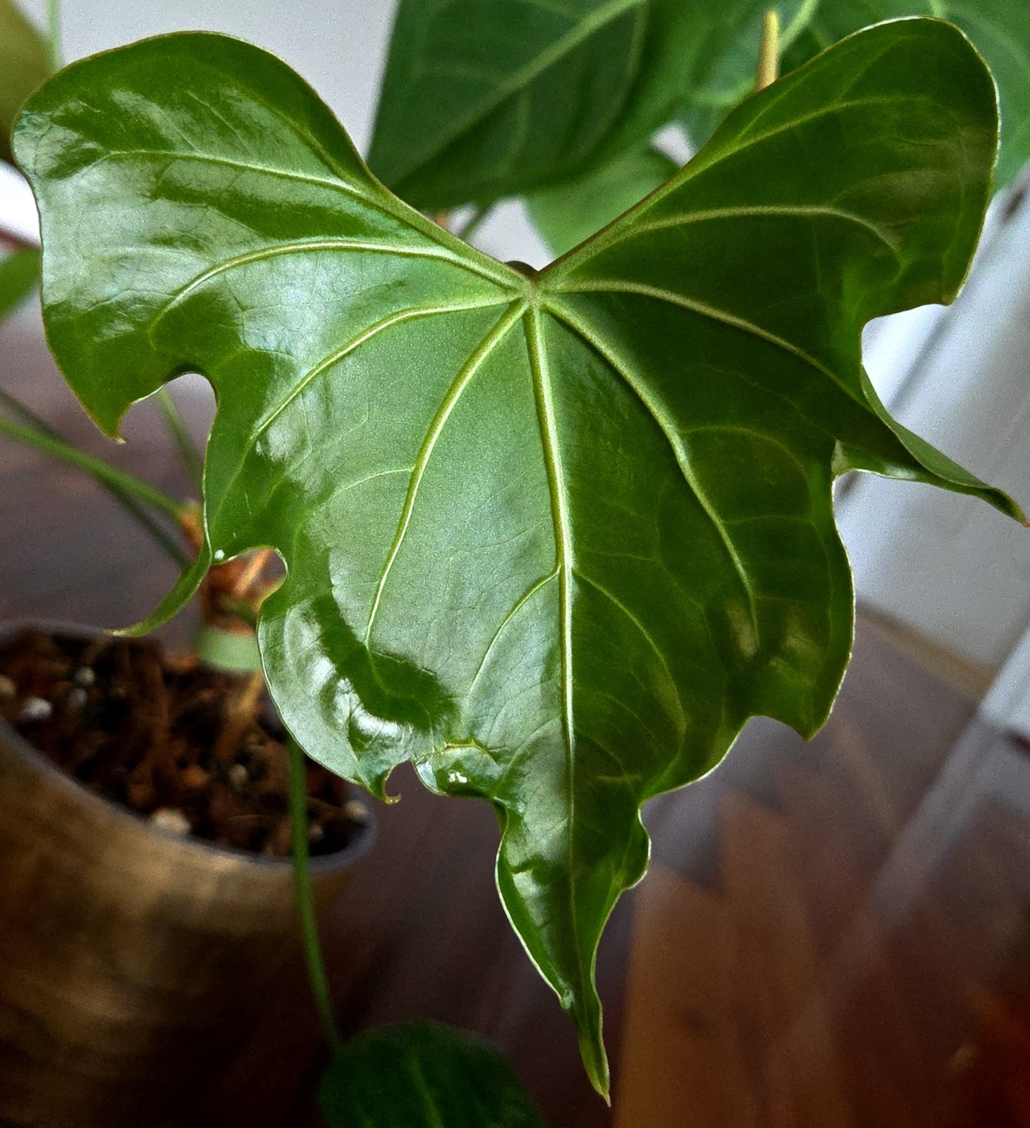 Rare XL Anthurium Pedatoradiatum X Clarinervium 24″ Tall Not Philodendron