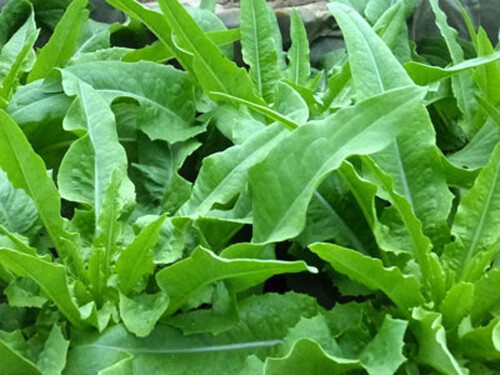 400+A Choy Seeds Chinese leaf lettuce Sword pointed lettuce Yu Mai Tsai USA
