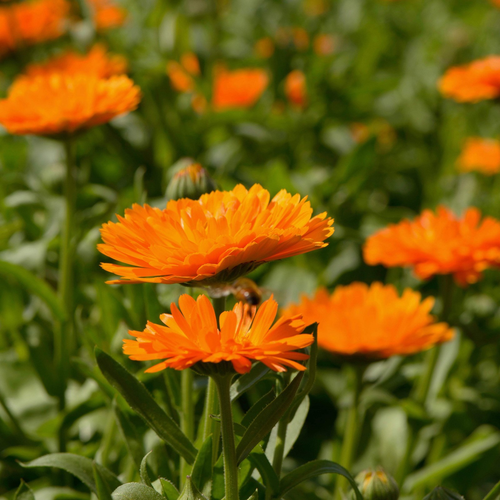Calendula Seeds (Calendula officinalis) ~Traditional Herb Pollinator Garden