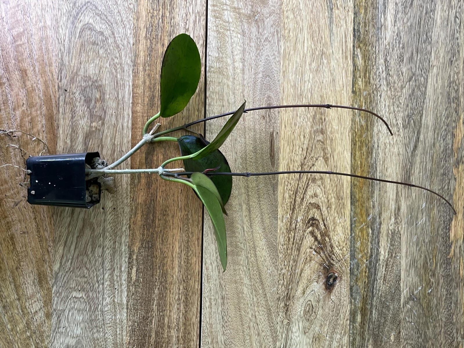 Hoya Australis Vine Wax Flower Live Plant New Growth, California USA Seller