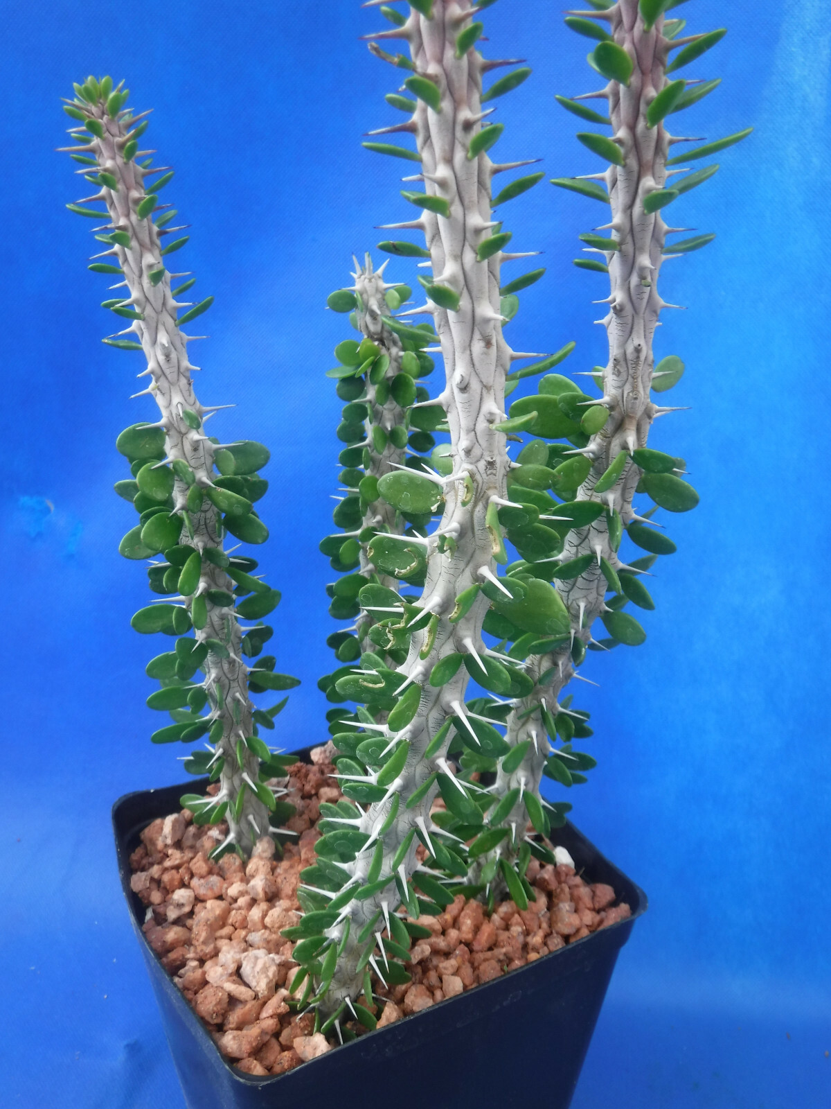 Alluaudia procera FOUR (4) Rooted Plants in 6″ Pot 8″-12″ Tall African Ocotillo