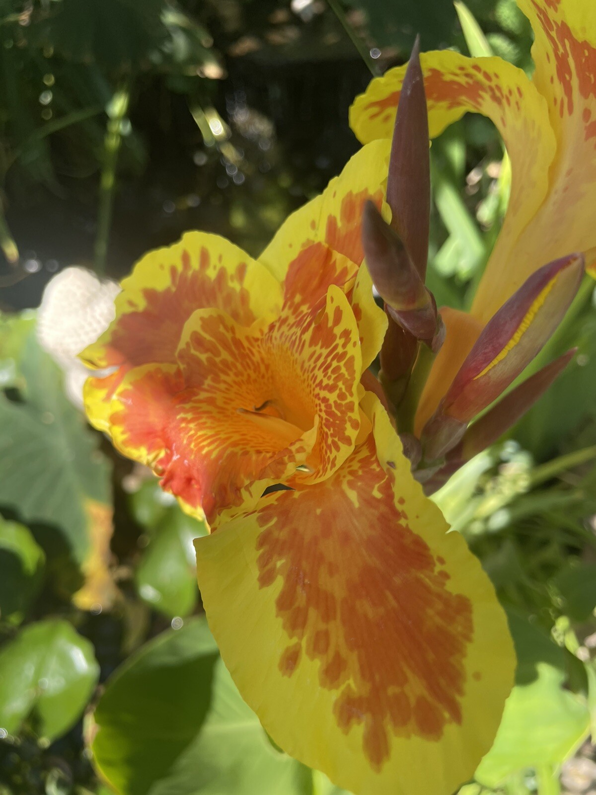 2 Orange /yellow Canna Lily King Humbert bog pond plant (not just a rhizome)