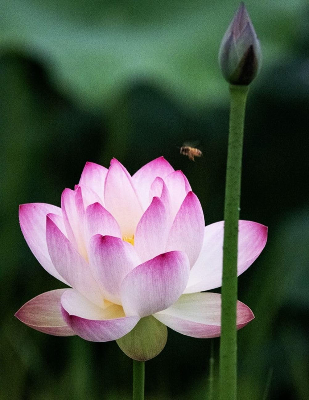 30 PCS Bowl Lotus Seeds Bonsai for Planting Water Lily mix color