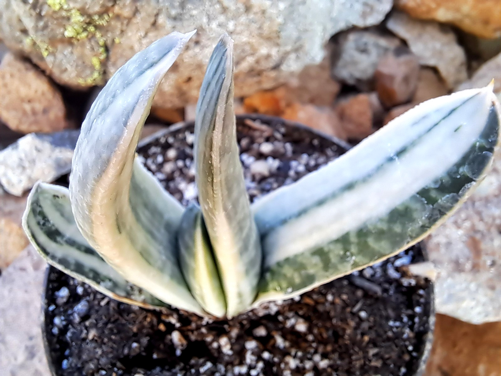 GASTERIA SAKURA FUJI CULTIVAR (JAPAN) ***RARE !! *** / CACTUS