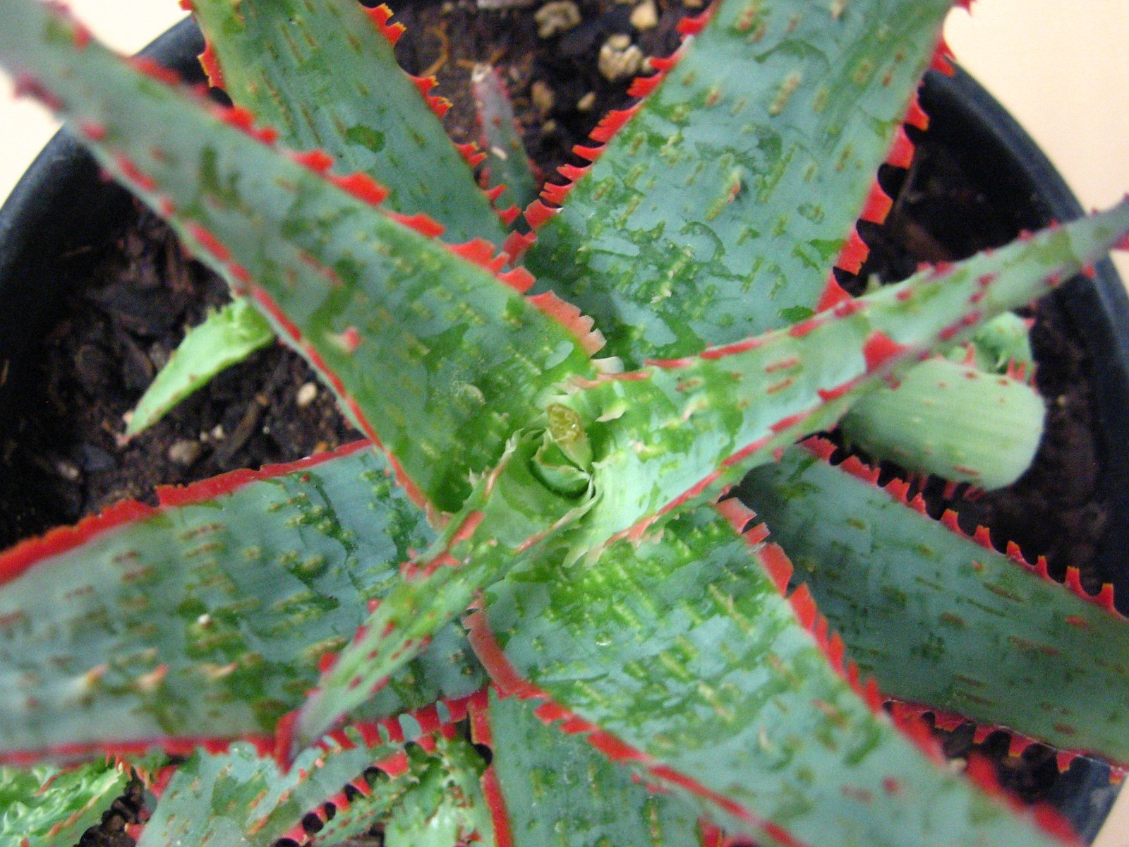 Aloe “Dracula’s Blood” Hybrid — Rare Succulent With 4 Offsets SUMMER SALE!!