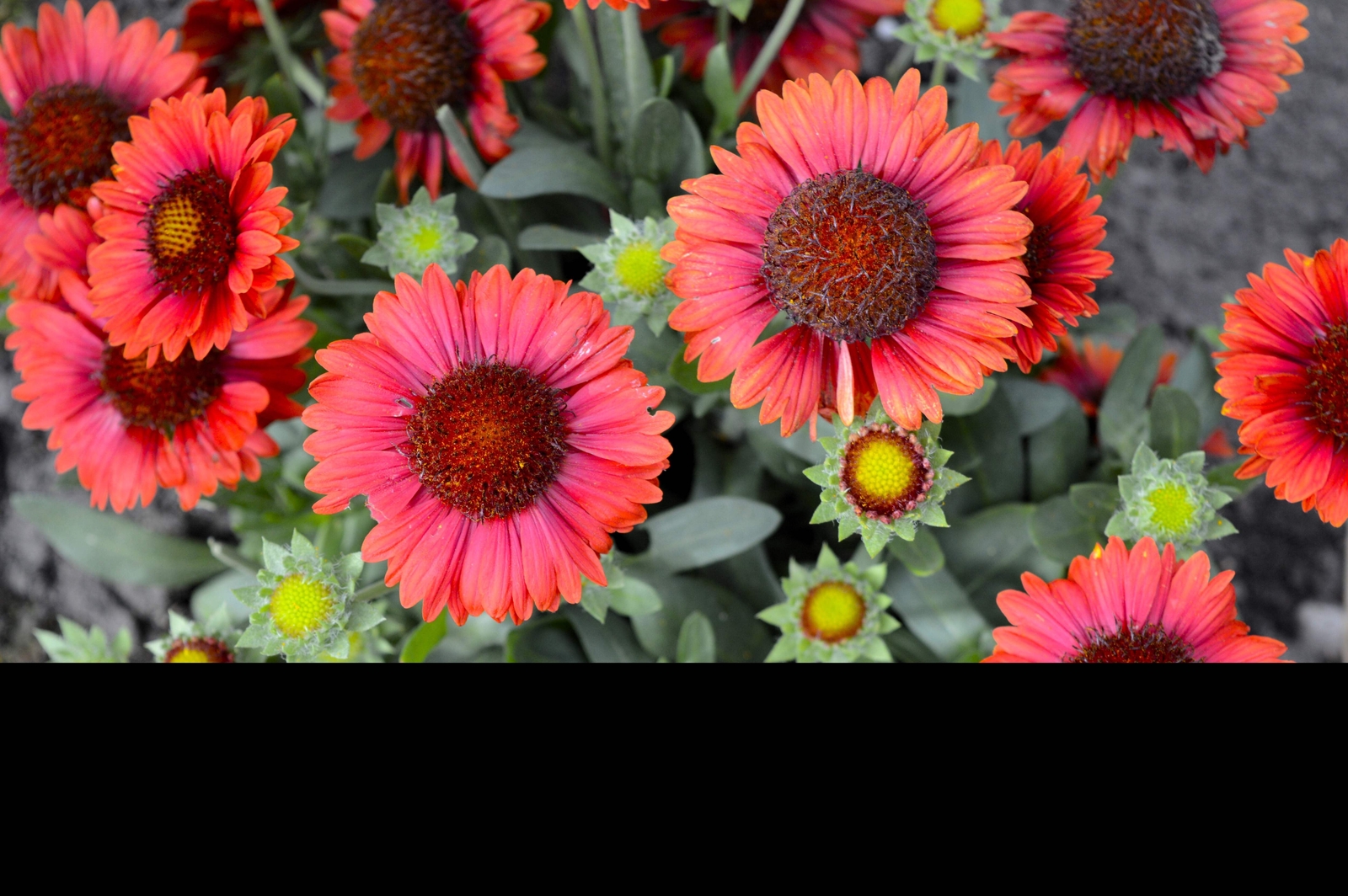 50 BURGUNDY GAILLARDIA Red Indian Blanket Flower Seeds *Comb S/H