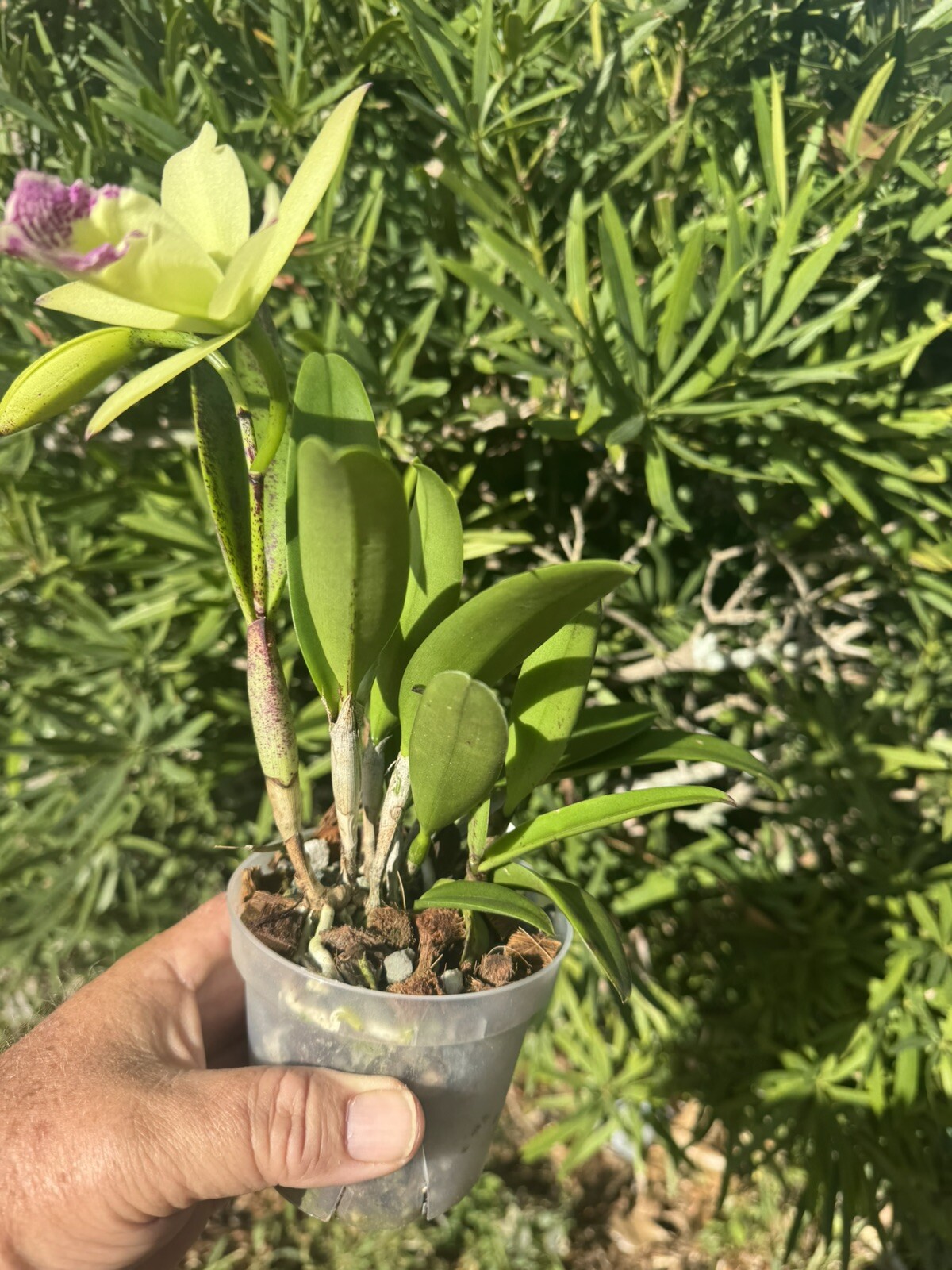 Brassocattleya Hawaii Stars Nodosa Orchid plant Blooming 4” FRAGRANT