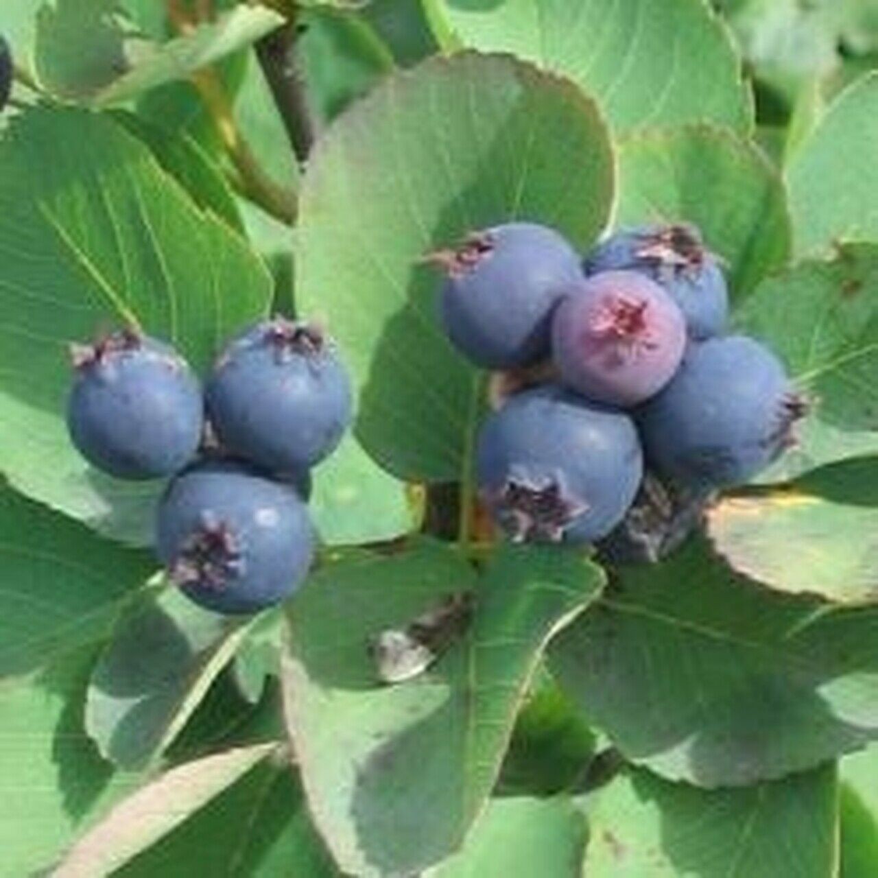 1 Saskatoon serviceberry plant Amelanchier alnifolia, edible . Zones 4-7