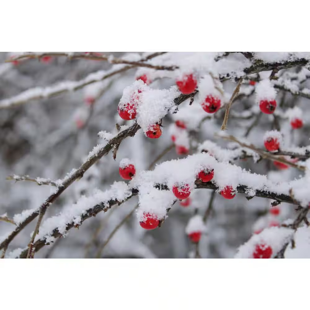 1 Gal. Cranberry Cotoneaster Shrub This True Multi-Purpose Shrub Displays a Diff