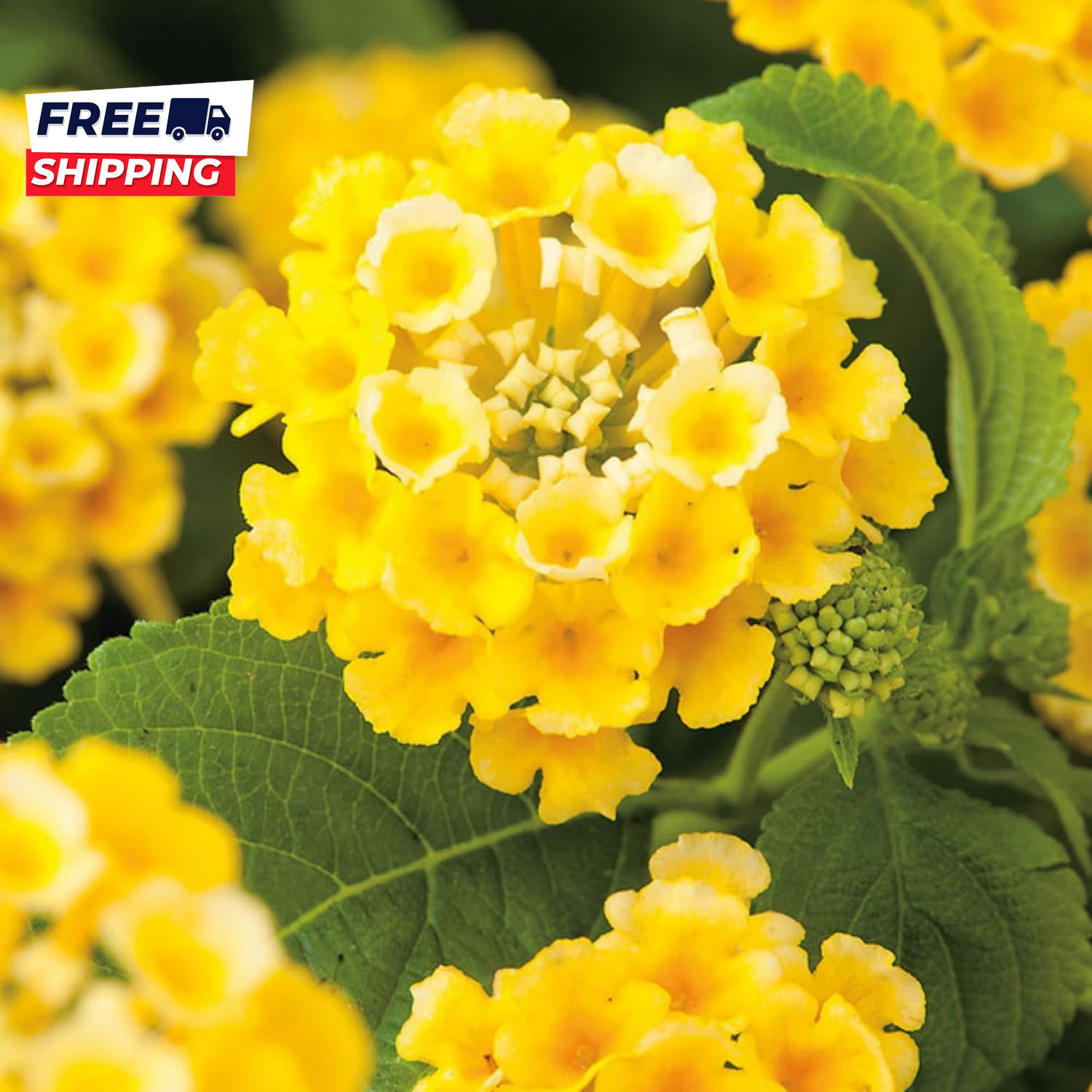 Lantana Flower Seeds for Planting 300+ Mixed Color Flower Seeds to Plant Great