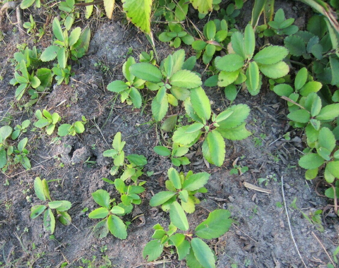 Organic Immune Booster~LEAF-OF LIFE~Live Plant