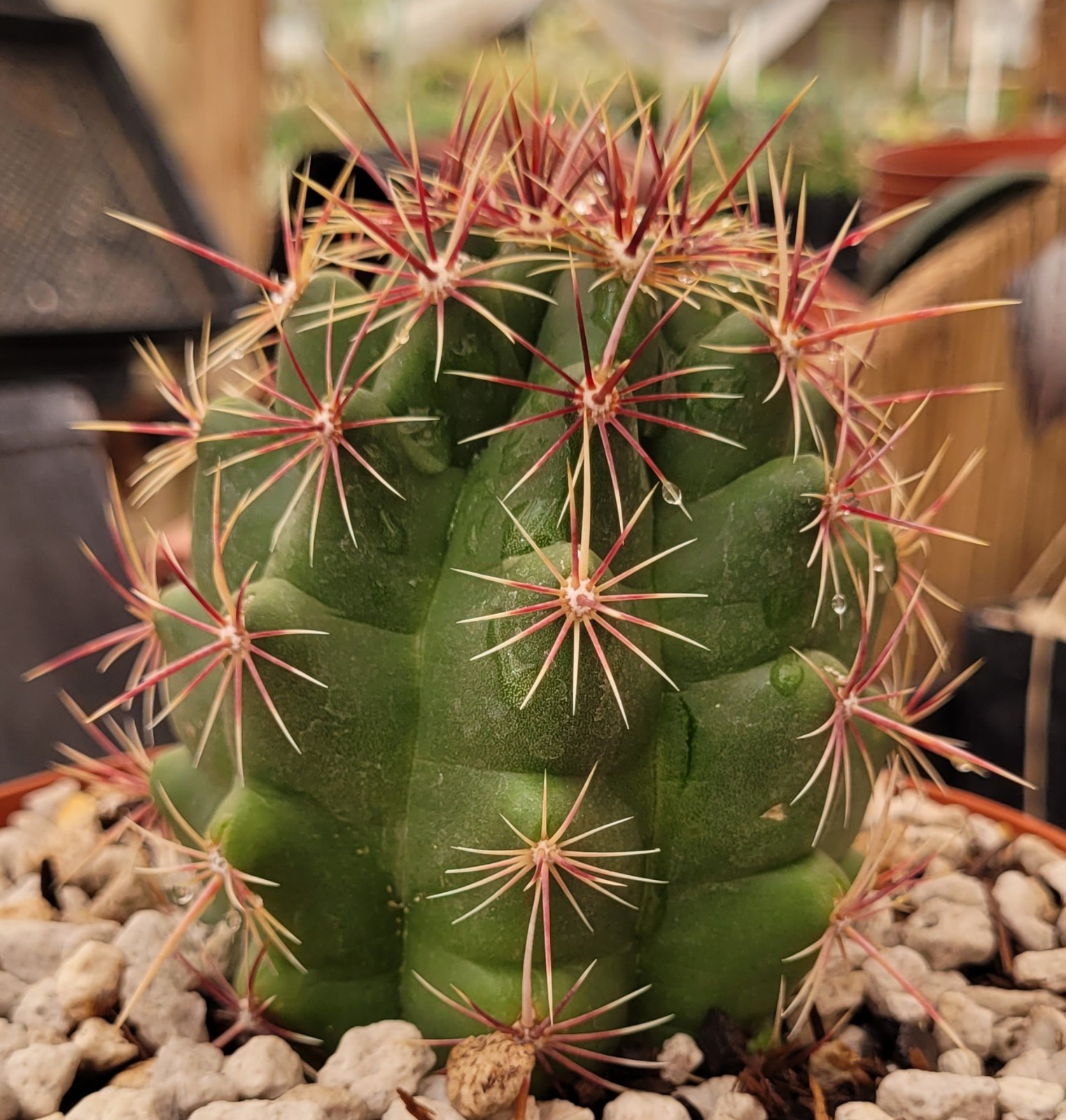 Thelocactus Bicolor Var. Pottsii “Glory Of Texas” 2.75″ Tall – Bare Root