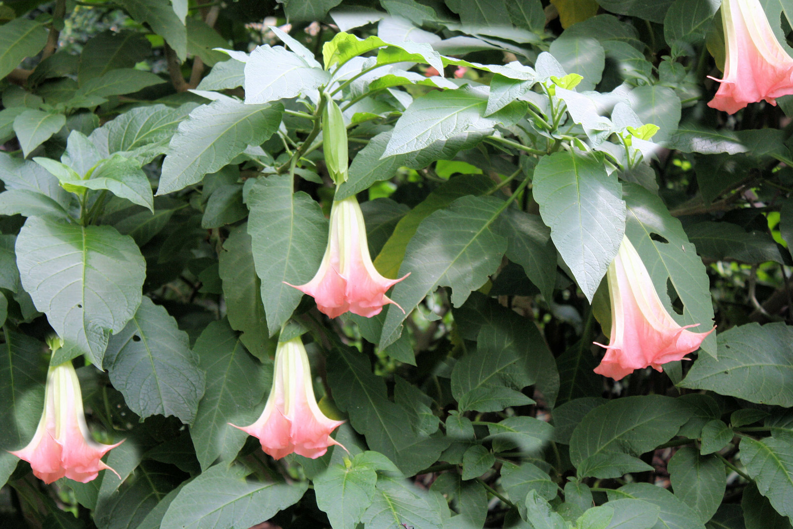 Pink Angels Trumpet – 10 Rare Seeds See Description Below