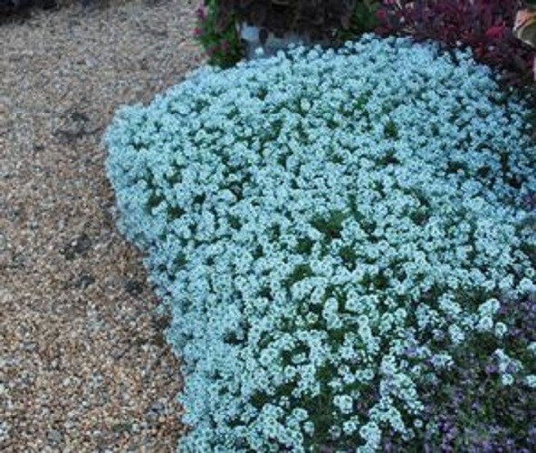 25 Teal Alyssum Seeds Carpet Flower Sweet Flowers Seed Flowers 272 US SELLER