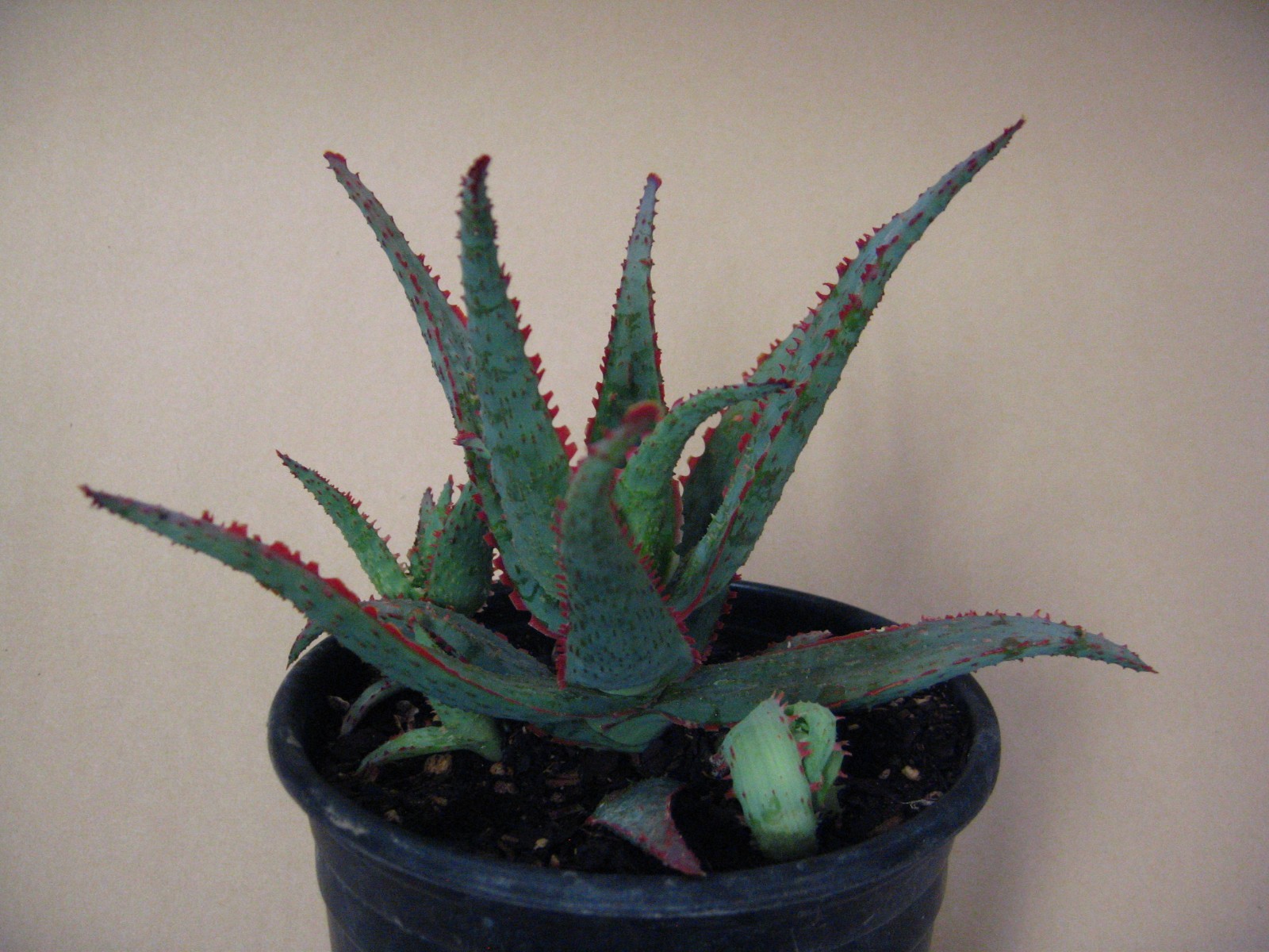 Aloe “Dracula’s Blood” Hybrid — Rare Succulent With 4 Offsets SUMMER SALE!!