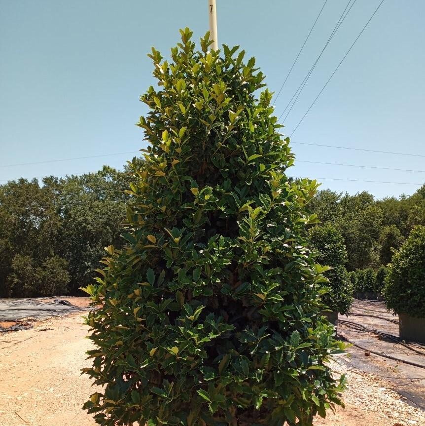 ( 1 ) – Oak Leaf™Holly Tree ( ilex conaf ) – Starter Plant – ( 1 live plant )