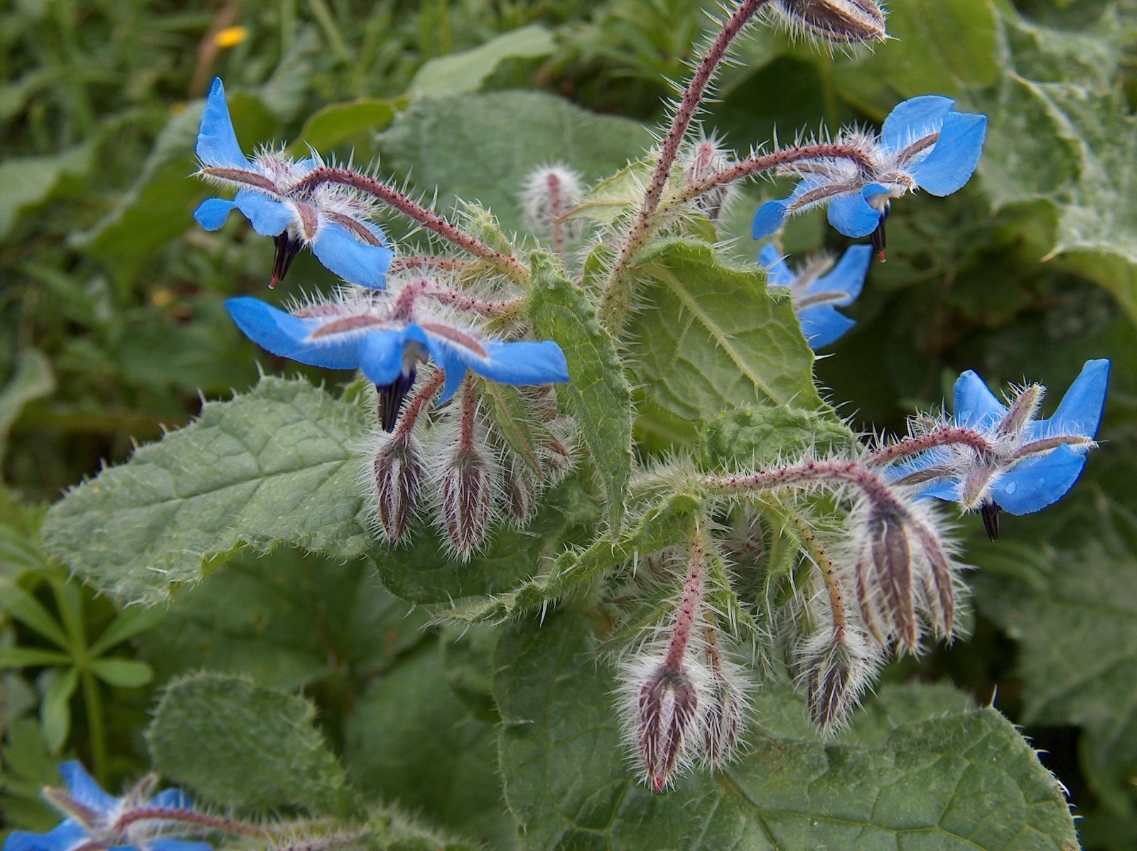 150 Borage Seeds – Borago officinalis seeds – Deer resistant – Flowers – Herb