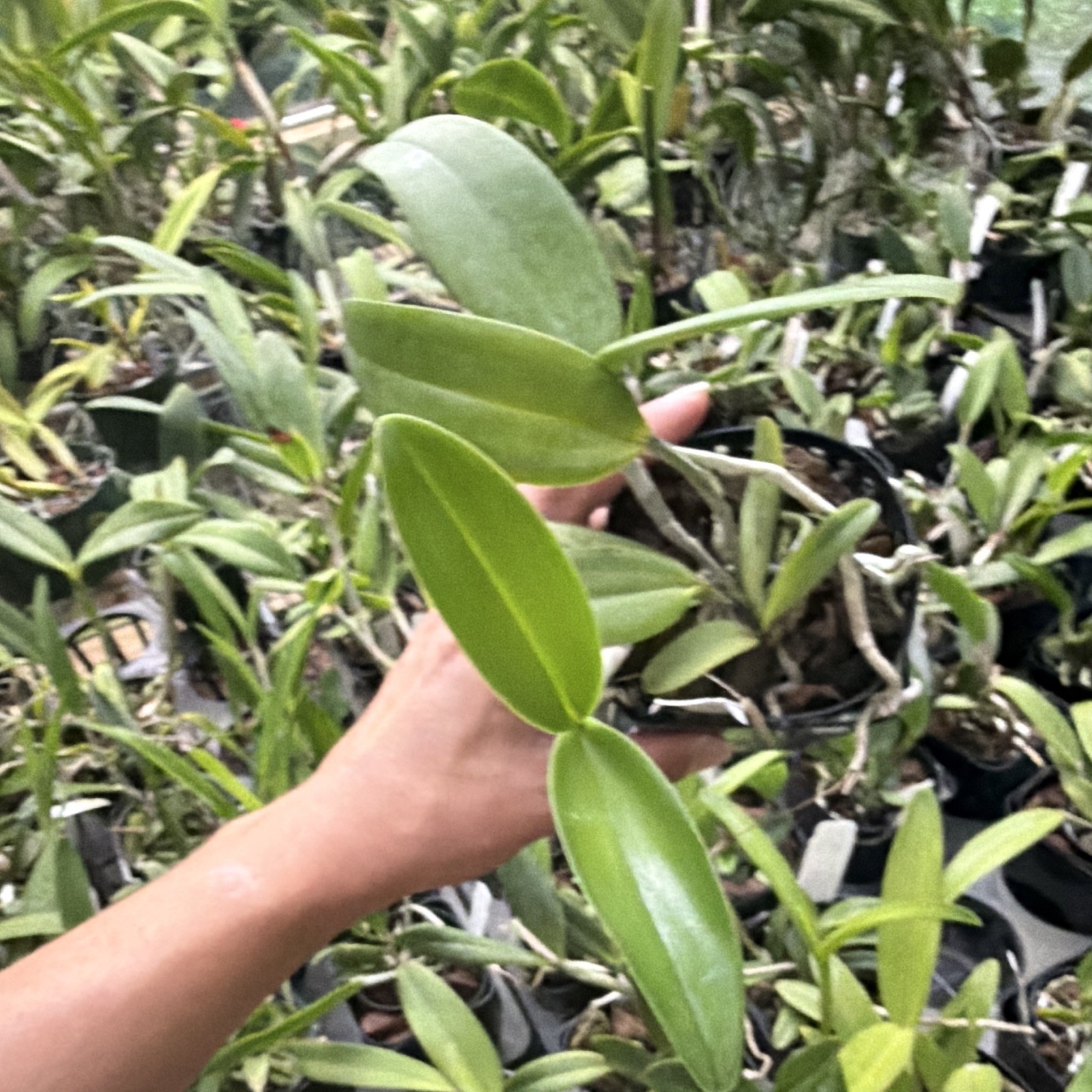 Cattleya leopoldii (tigrina) peloric ‘Francisco’ in 4in pot
