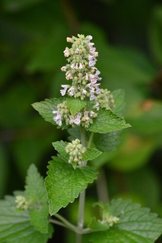 Catnip Seeds – (Nepeta cataria) Medicinal Herb Seeds FREE SHIPPING! USA