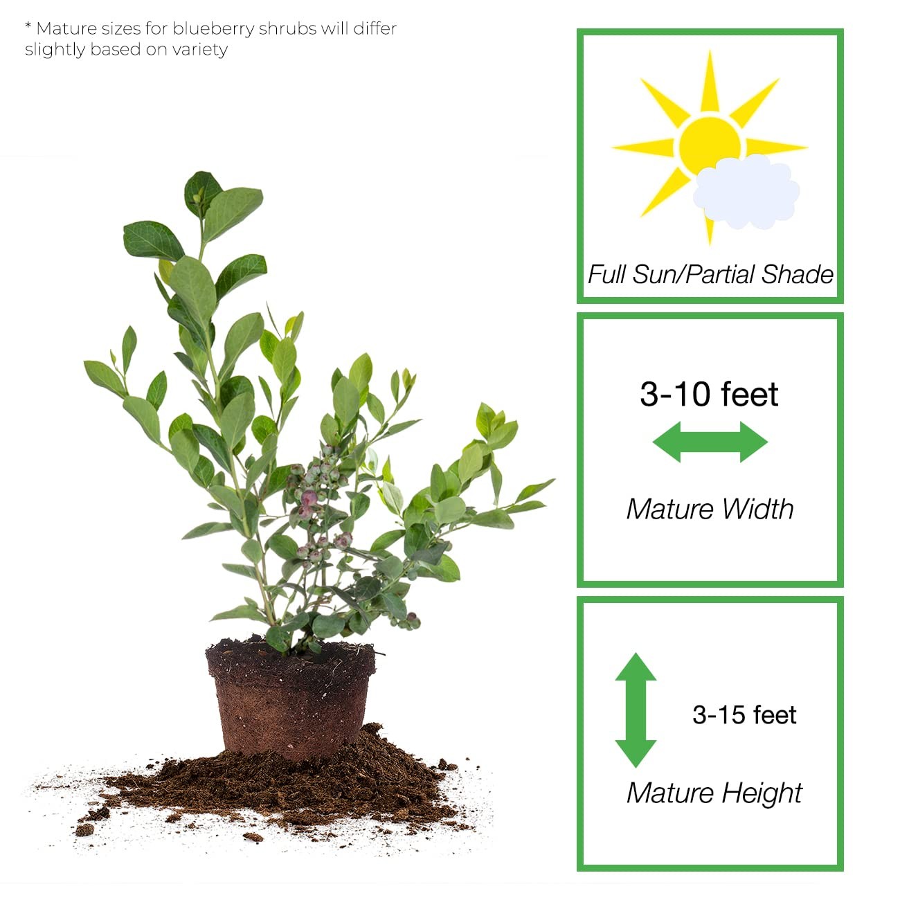 Perfect Plants 3 Pack Rabbiteye Blueberry Bushes 1 Gallon Live Fruit Bush For